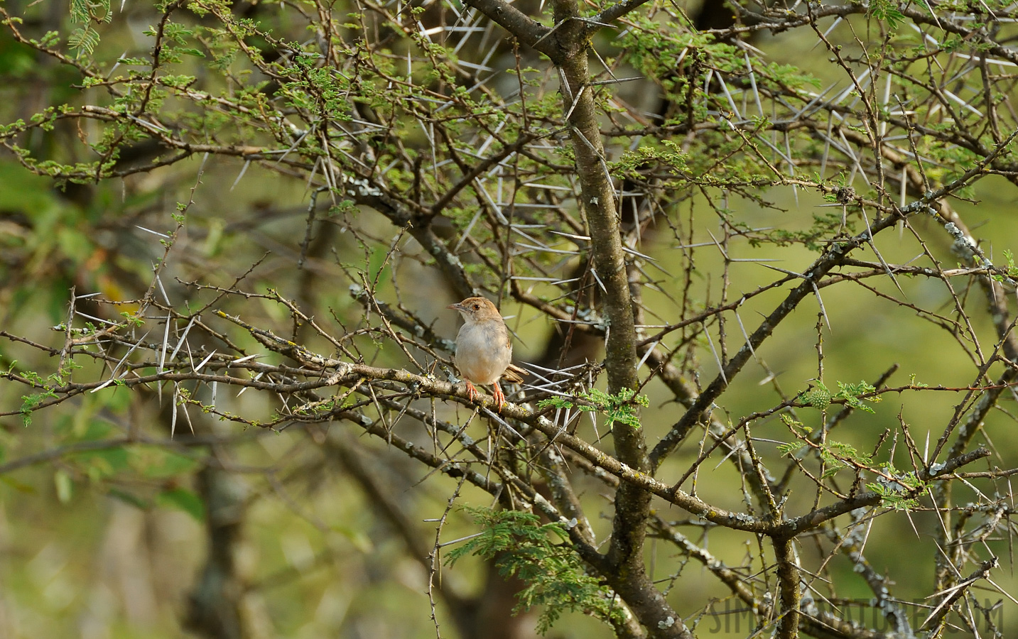 Cisticola fulvicapilla dumicola [550 mm, 1/250 sec at f / 9.0, ISO 1600]